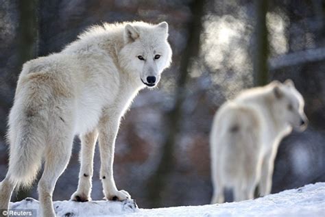 内蒙古大叔深入洞穴与狼亲密接触，12万亩保护区内饲养上百匹野狼