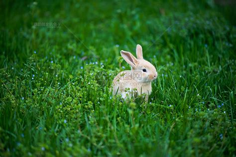 最近看到好多超凶的小兔子，分享一波恶兔咆哮|小兔子|咆哮_新浪新闻
