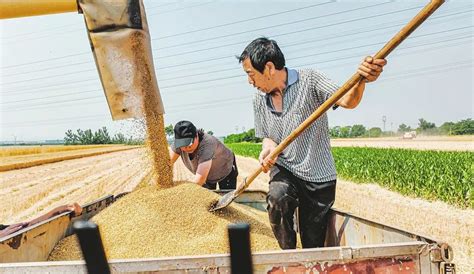 全国“三夏”麦收进度过半 安徽进度过九成，河南过八成_城市_中国小康网