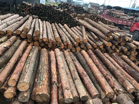 江西吉安永丰县林业局考察邻县木材市场-中国木业网