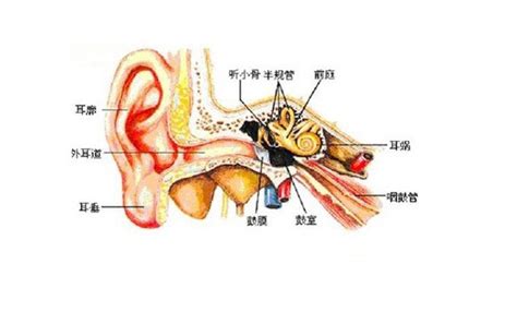 耳的结构示意图-生理结构图,_医学图库
