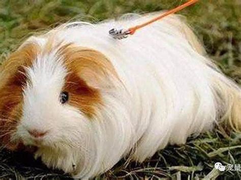荷兰猪有多少年的寿命 - 农敢网