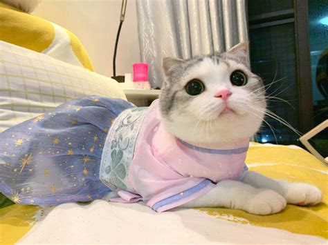 泡芙猫表情包图片