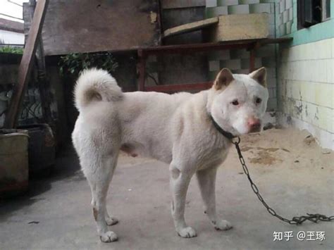 中国本土犬种都有哪些？ - 知乎