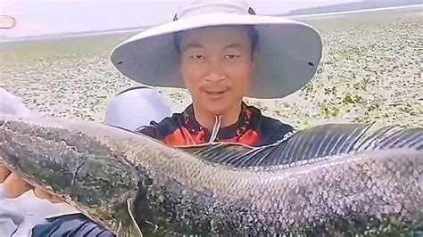 霸道的黑鱼把草鱼追到了岸上_腾讯视频
