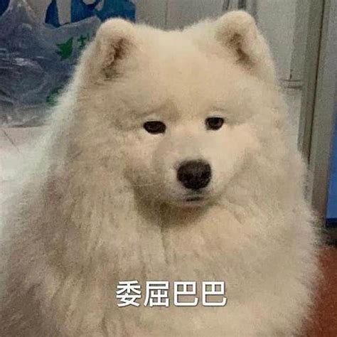萨摩耶表情包耶耶表情包图片