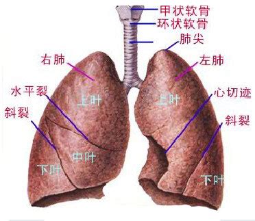 人体肺部全面解剖图-人体解剖图,_医学图库