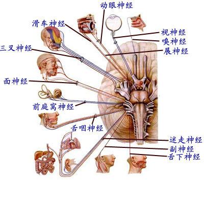【图】神经内科和神经外科区别在哪 两大方面详细为你介绍_神经内科和神经外科区别_伊秀健康网|yxlady.com
