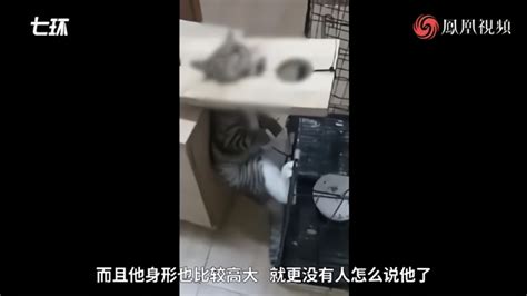 大学生被指卖虐猫视频，同学担心只是开始_凤凰网视频_凤凰网