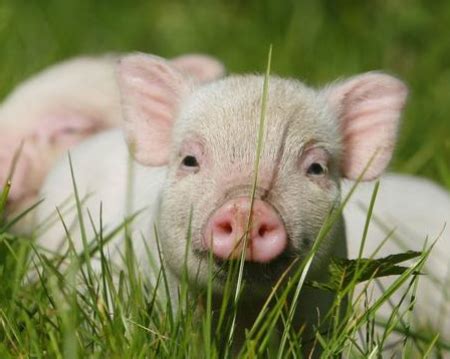 仔猪宝 - 产品展示 - 江西联和农牧发展有限公司