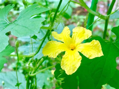 带你看蔬菜的花:苦瓜花图片