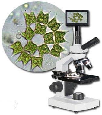 微藻显微镜下，绿藻，蓝藻，浮游植物，藻类混合背景照片摄影图片_ID:430405908-Veer图库