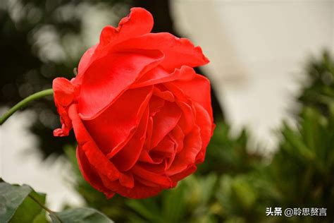 和玫瑰有关的唯美句子 玫瑰花最经典的诗句_泰兴婚纱摄影网