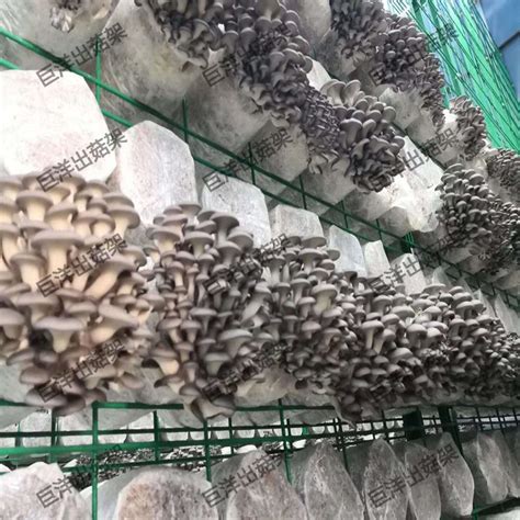 温室蘑菇养殖高清图片下载-正版图片600015533-摄图网