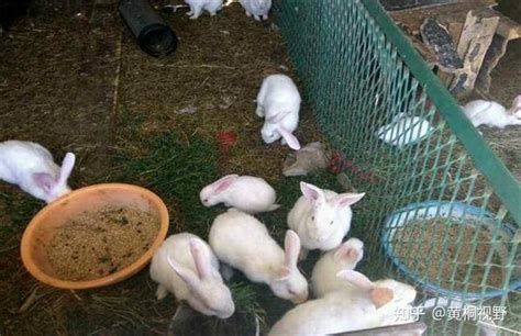 黑龙江佳木斯肉兔养殖销路种兔价格_肉兔_山东华越特种养殖场