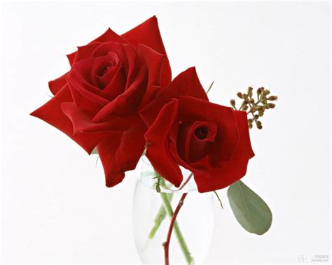 玫瑰支数代表的意思 玫瑰支数代表的意思是什么|玫瑰|支数-知识百科-川北在线