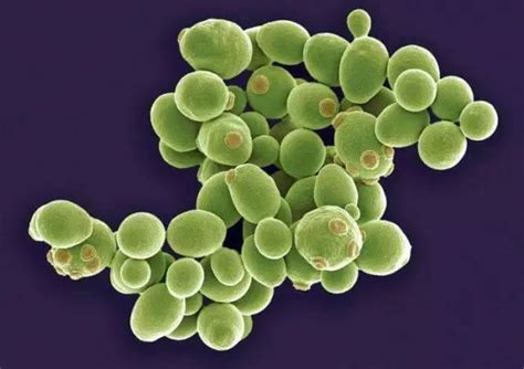 沙门氏菌显色培养基(第二代)的试验原理、方法及结果
