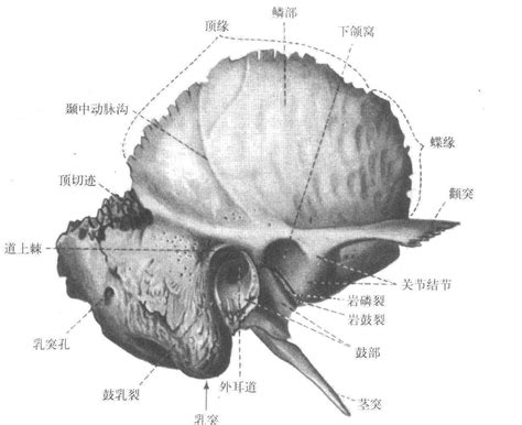 颞骨的位置图图片