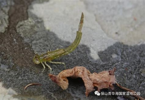 青华海开展2020年昆虫专项监测 _湿地保护_www.shidicn.com