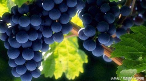 中国中原地区种植葡萄始于什么朝代 中国中原地区种植葡萄始于那个朝代_知秀网