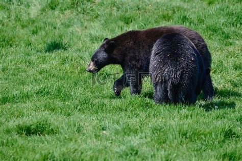 易呗网 - 美洲黑熊（AMERICAN BLACK BEAR）