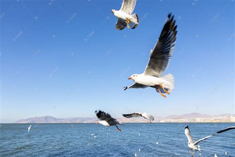 海鸥图片