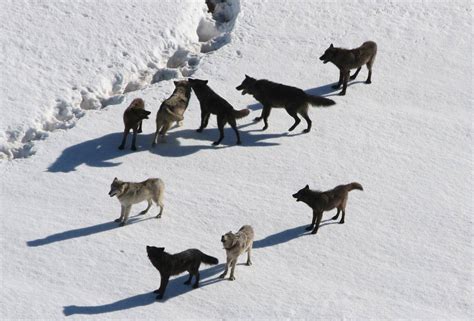 雪地上的狼群高清图片-千叶网