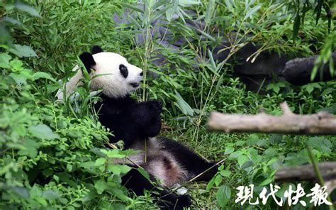 南京红山动物园大熊猫雪地撒欢 滚滚成了滚雪球_大苏网_腾讯网