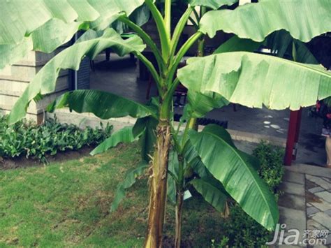 景观芭蕉树,观赏芭蕉树图片,门前最旺风水的树(第8页)_大山谷图库