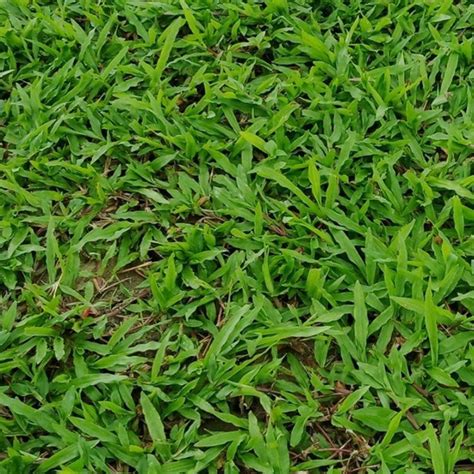 园冶大叶油草质地柔薄-大叶油卷草四季常青-庭院绿化草皮 地毯草