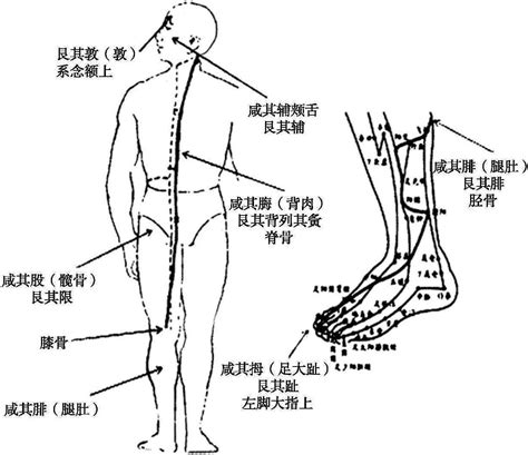 三焦经经络图图片