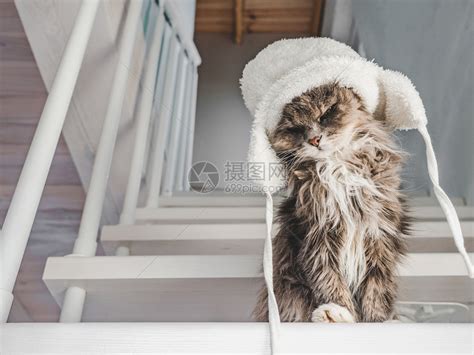 阶梯上犯困的猫咪高清图片下载-正版图片308009598-摄图网