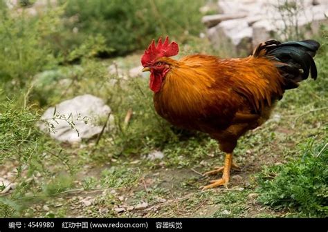 散养的大红公鸡高清图片下载_红动网