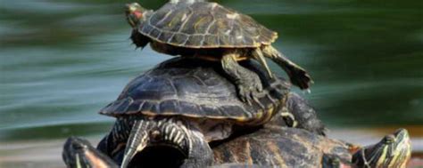 乌龟为什么喜欢趴在另一只乌龟身上 乌龟为何喜欢趴在另一只乌龟身上_知秀网