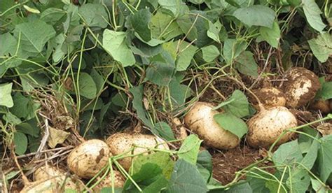 白薯的功效与作用,白地瓜的营养价值_健康大百科