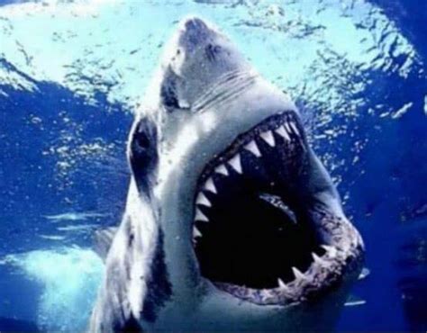 为什么无所不能的鲨鱼不吃海豚？鲨鱼：不是不想，是不敢 - 360娱乐，你开心就好