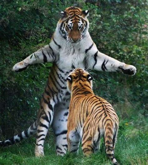 陆地「最凶猛」的十大动物——老虎仅第三，第一毫无争议！