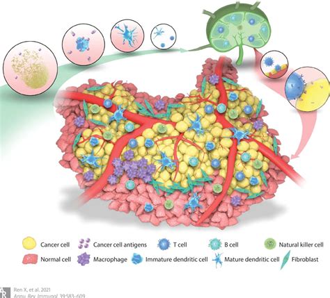 肿瘤干细胞与免疫细胞的相互作用__凤凰网