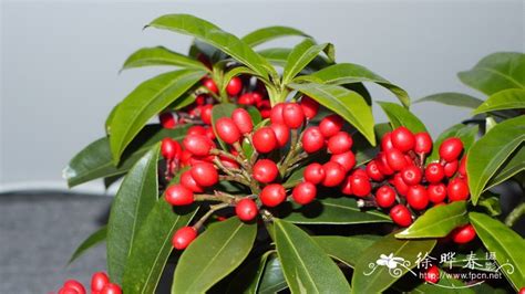 日本红花茵芋图片