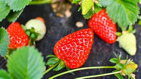 大棚草莓种植技术与管理-农技学堂 - 惠农网