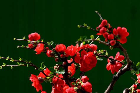 蜀葵：中国最美的花卉之一！（红色系） - 摄友摄色 - 华声论坛