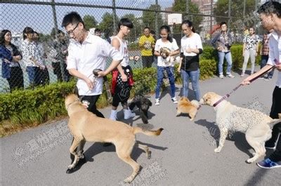 温州科技职业学院新奇一幕：学生带着宠物狗上课 - 永嘉网