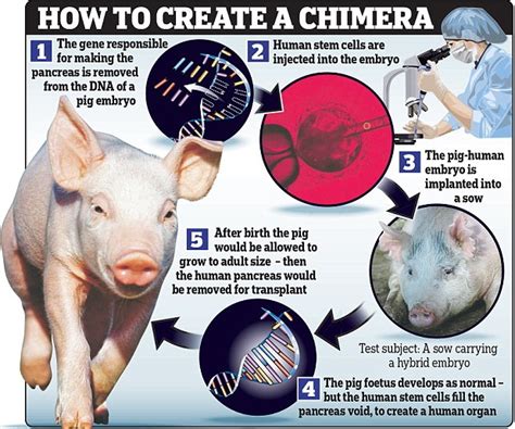 人类干细胞与猪类DNA结合，人猪“合体”胚胎可存活28天-观察-生物探索