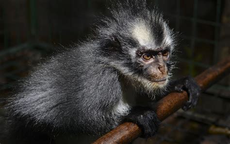 地球最小的猴子侏儒绒猴，人类近亲。小而呆萌，却是捕猎高手呢？_高清1080P在线观看平台_腾讯视频