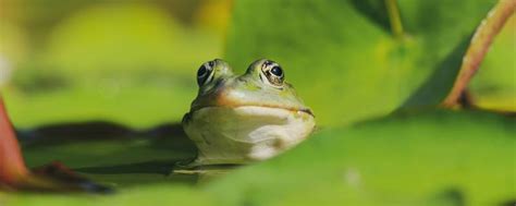青蛙是益虫还是害虫 - 业百科