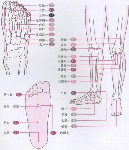 人体腿部的经络图图片