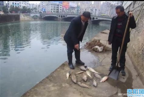 上海河道3天打捞出五六百斤死鱼(图)|泗泾|水质|死鱼_新浪新闻