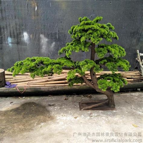 盆景迎客松图片