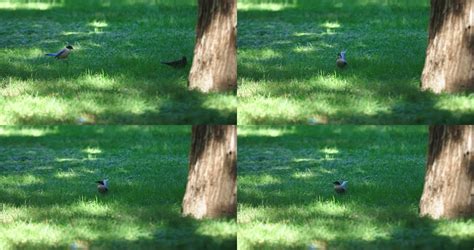 春天公园里的鸟高清图片下载-正版图片504259927-摄图网
