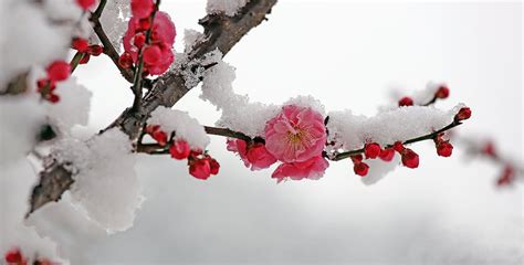 【踏雪寻梅摄影图片】生态摄影_太平洋电脑网摄影部落